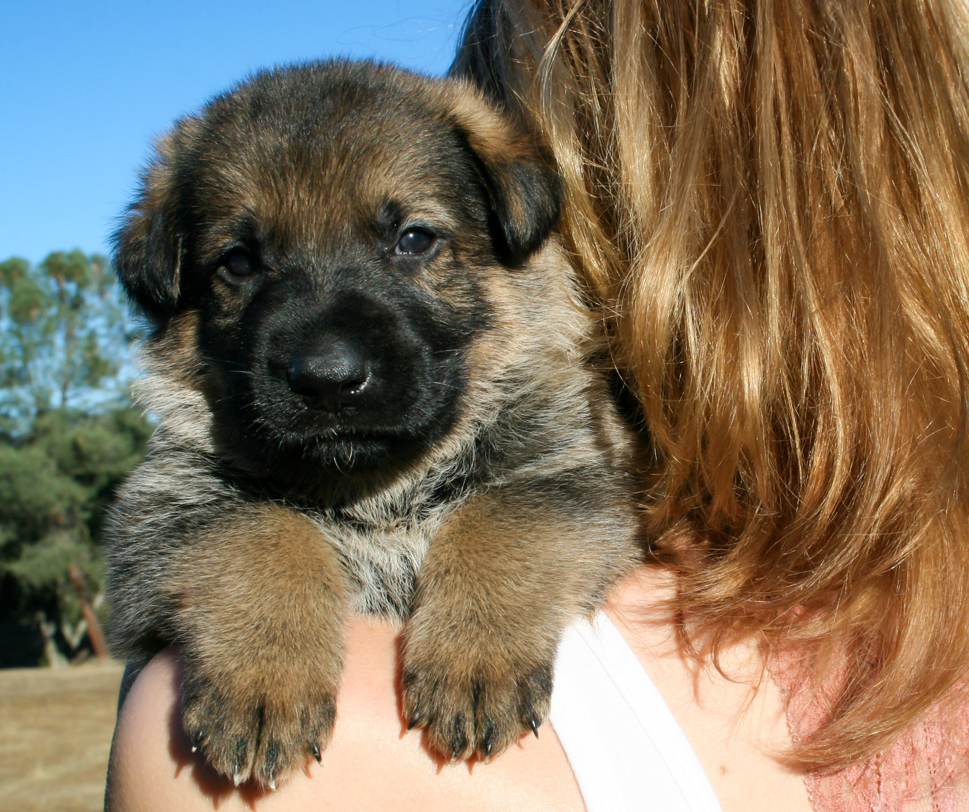 "Vinnie" - 4 weeks