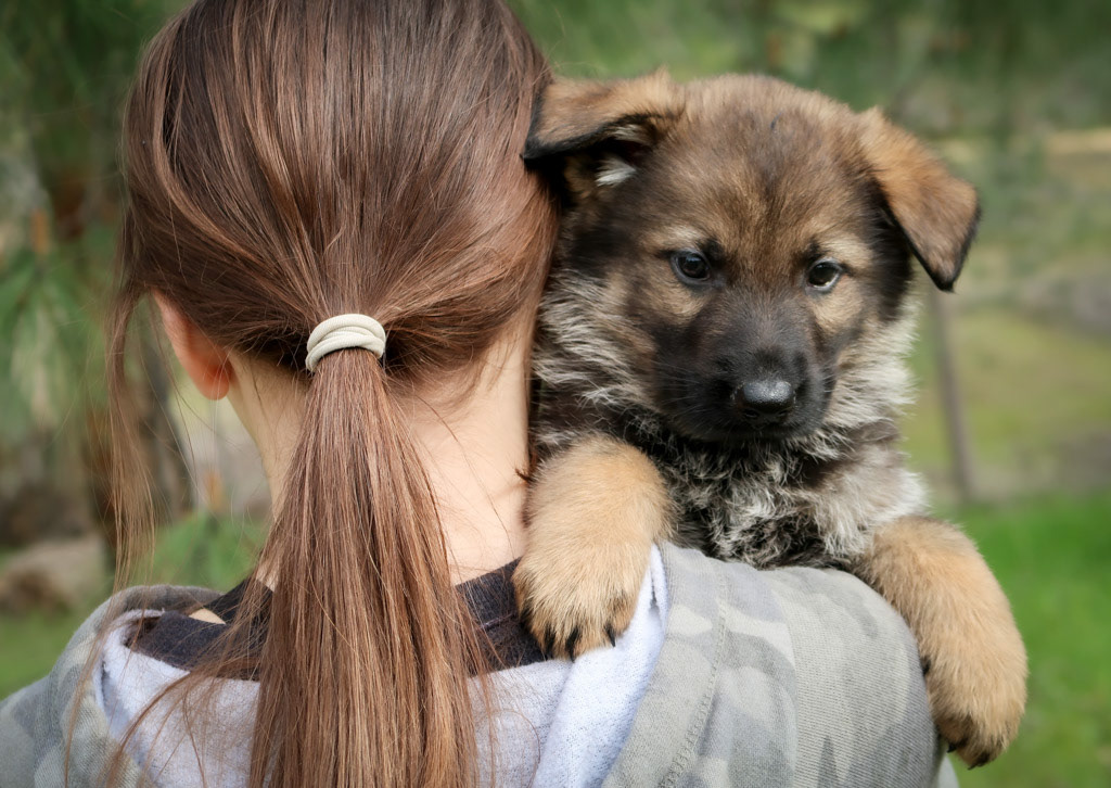 Green Collar Male - 6 weeks old