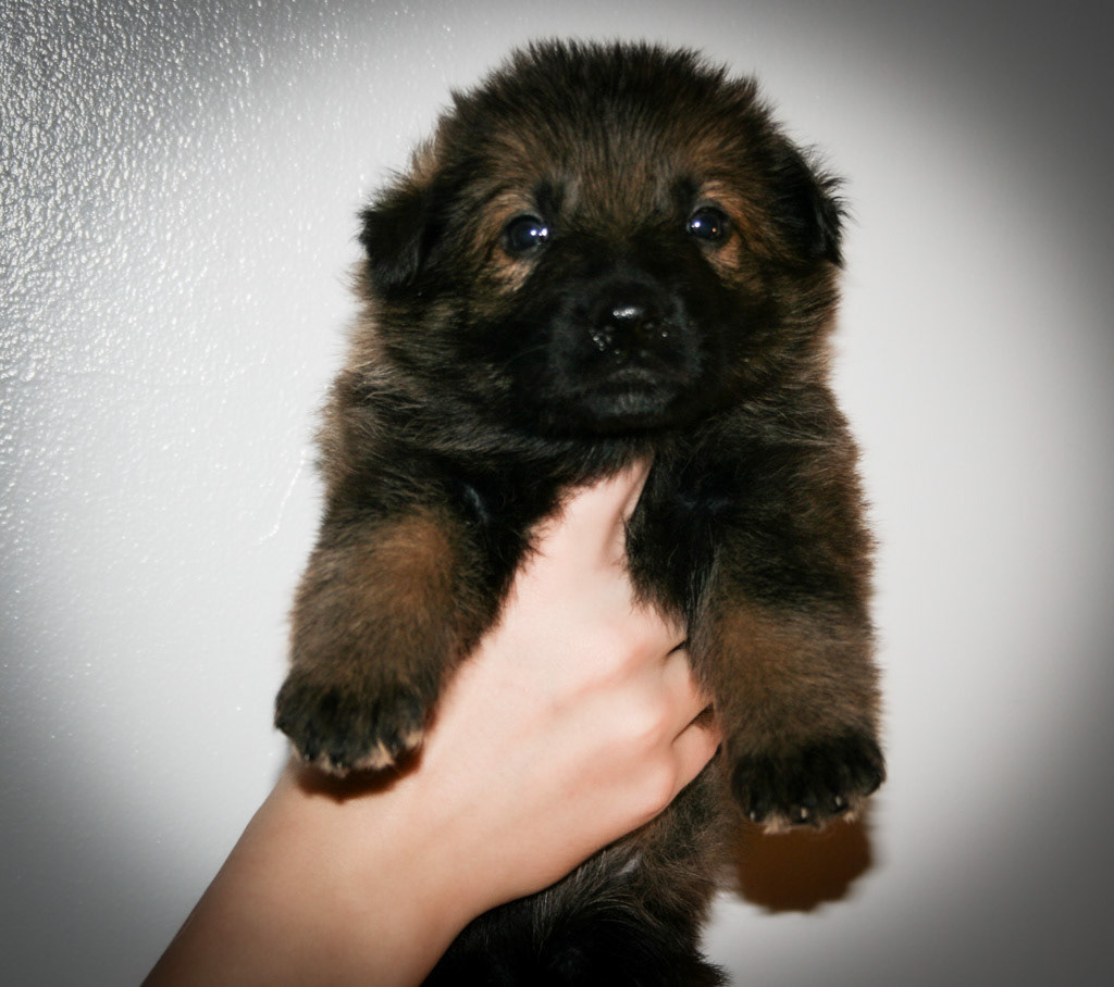 Yellow Collar Female - 4 weeks old