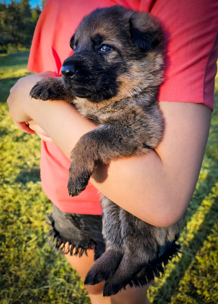 Hot Pink Collar Female - 2.5 weeks old photos
