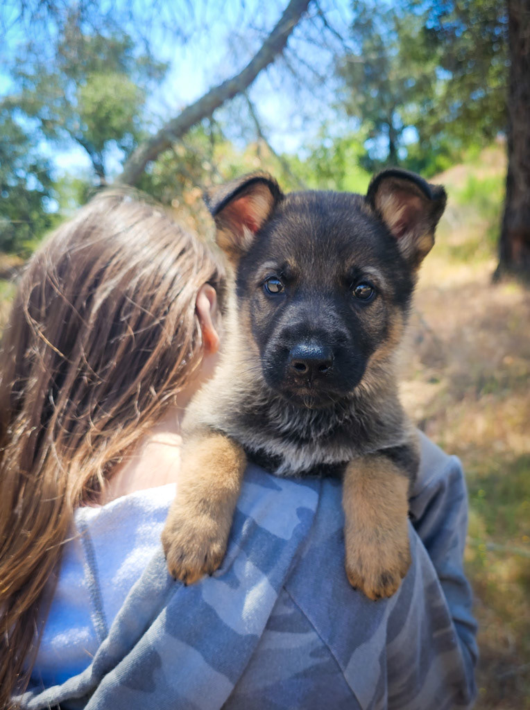 Black Collar Male - 7 weeks old