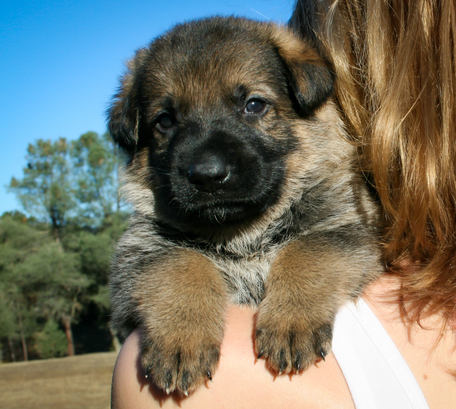 "Vinnie" - 4 weeks