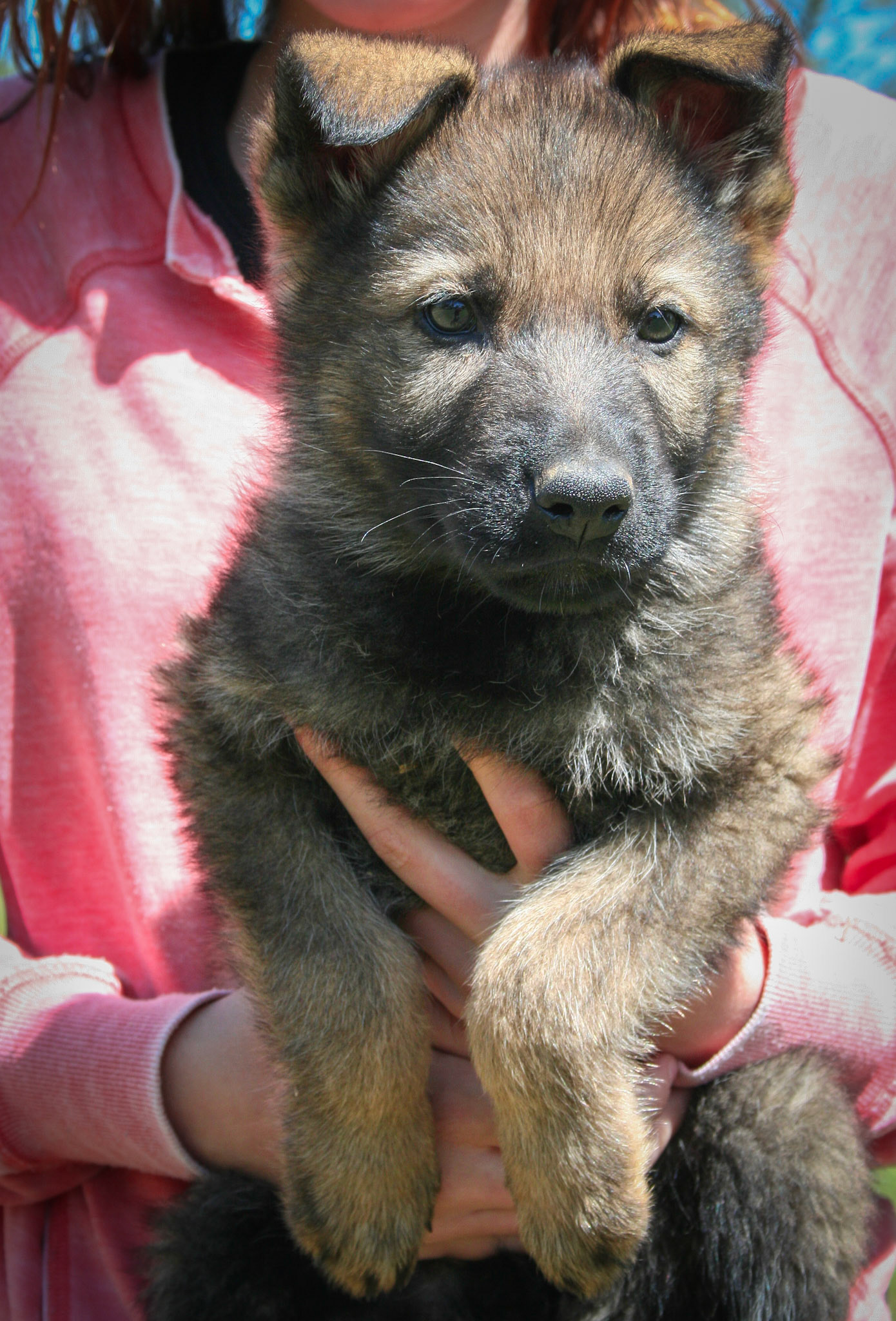 Blue Collar Male 8 Weeks Old