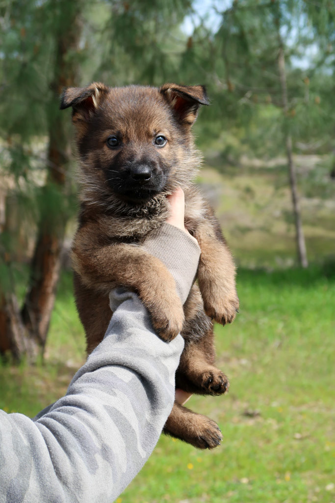 Yellow Collar Male - 6 weeks old