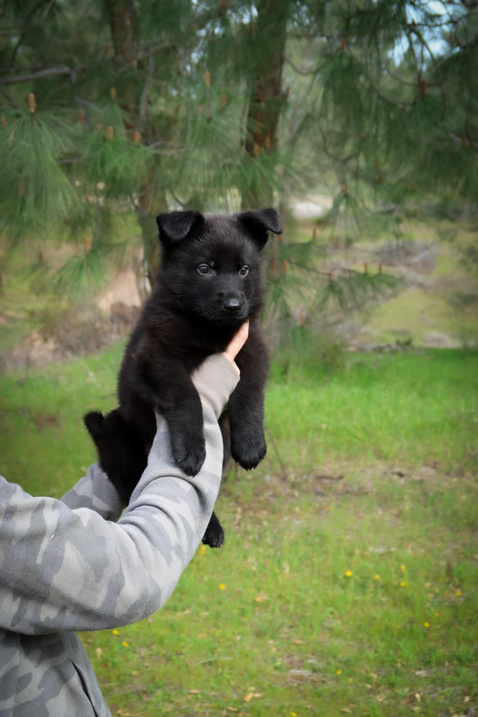 Orange Collar Male - 6 weeks old