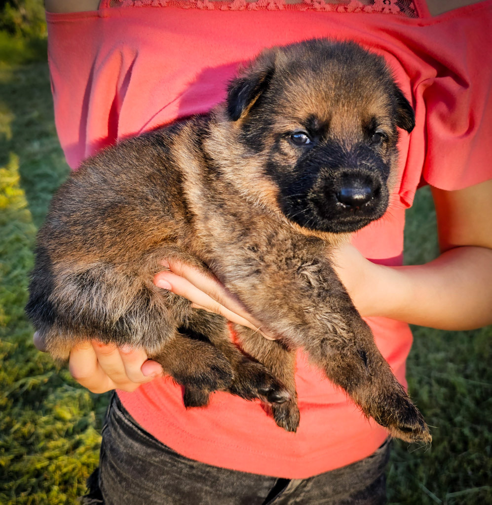 Hot Pink Collar Female - 2.5 weeks old photos