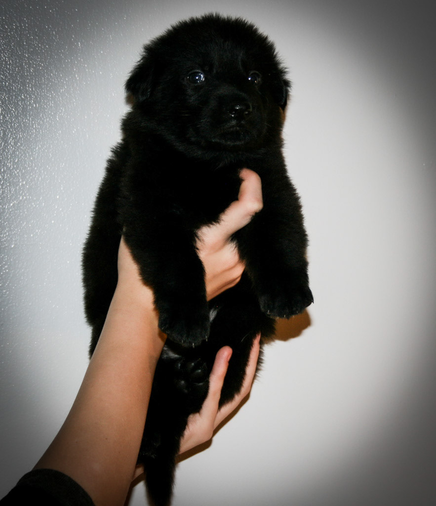 Red Collar Male - 4 weeks old