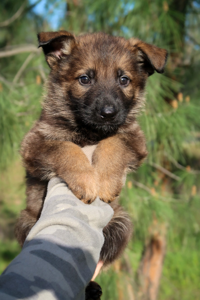 Royal Blue Male - 6 weeks old