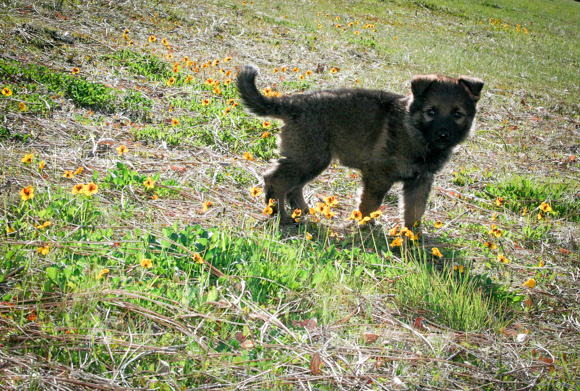 Orange Collar Female 5 Weeks Old