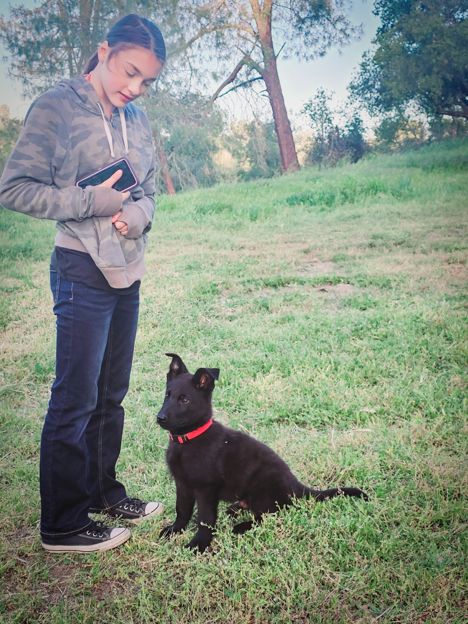 Red Collar Male - 13 weeks old