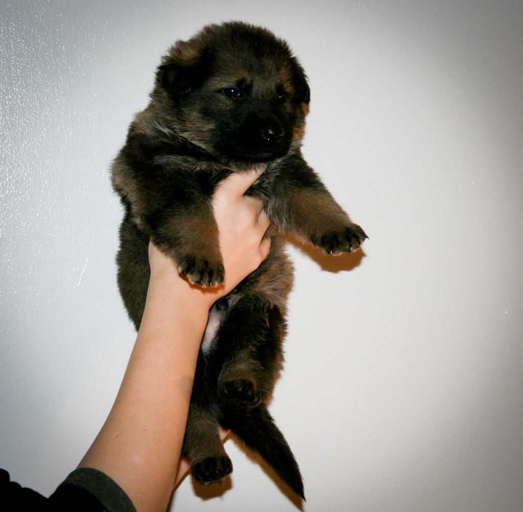 Green Collar Male - 4 weeks old