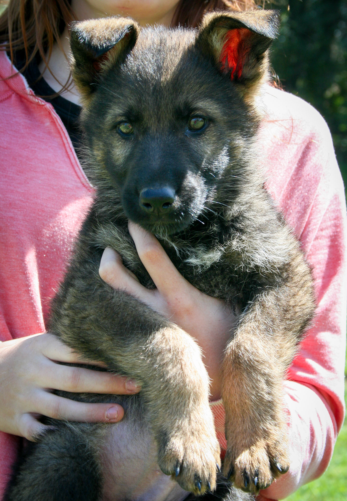 Red Collar Male 8 Weeks Old
