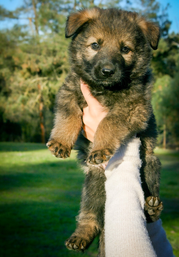 Nala 4 weeks old