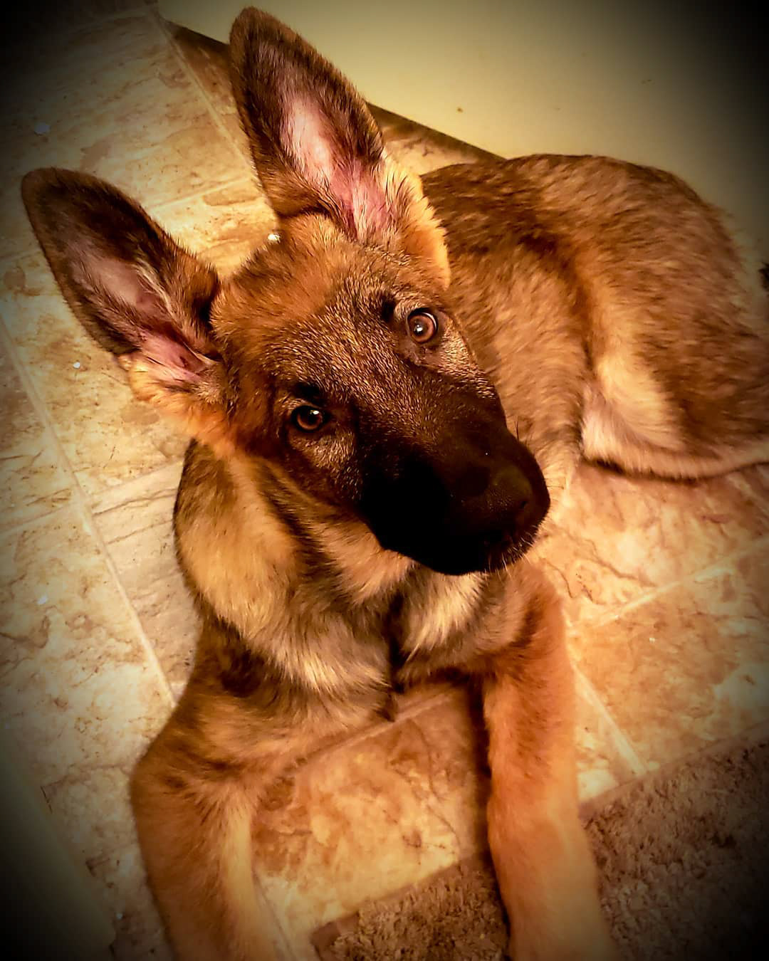 Stella vom Spitzenhund