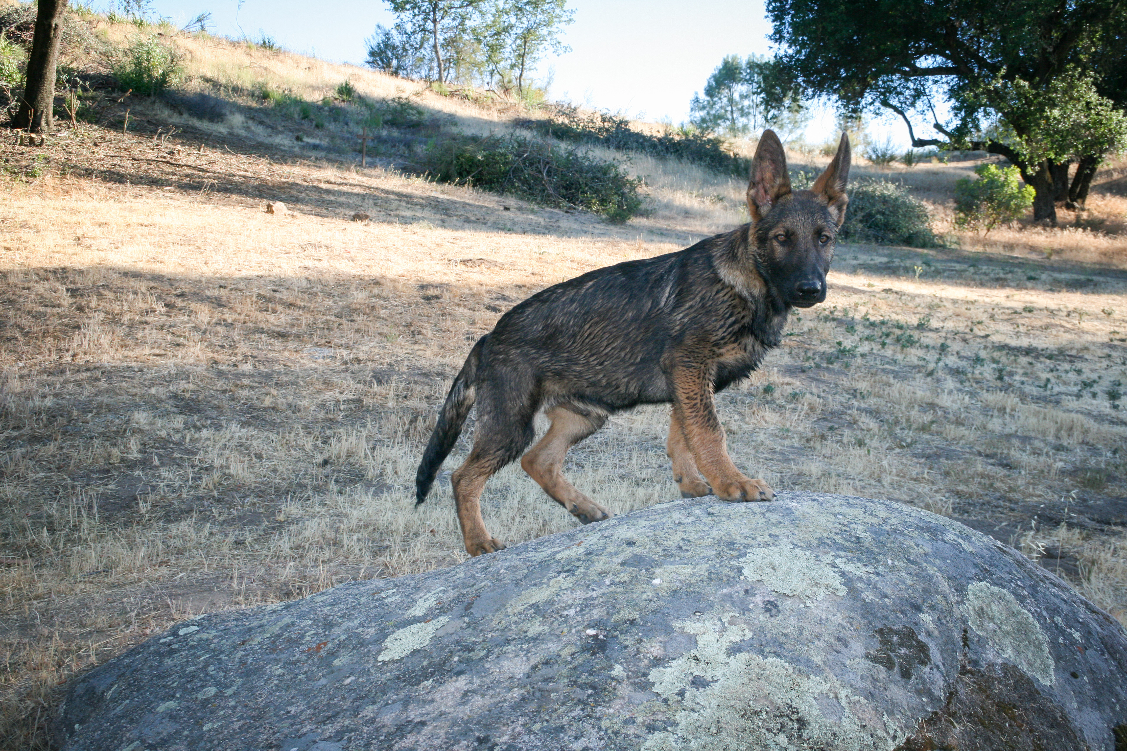 Hunter - 16 weeks