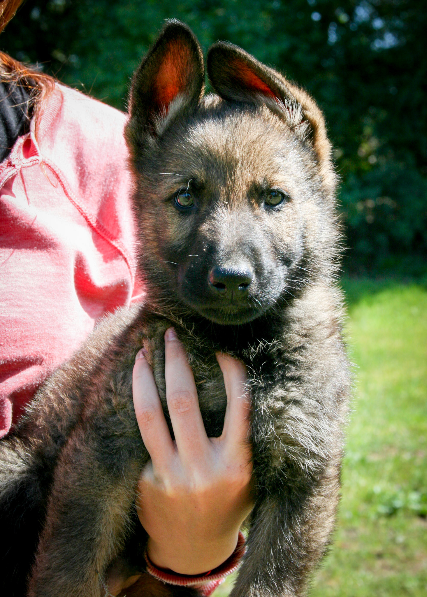 Hunter Green Collar Male 8 Weeks Old