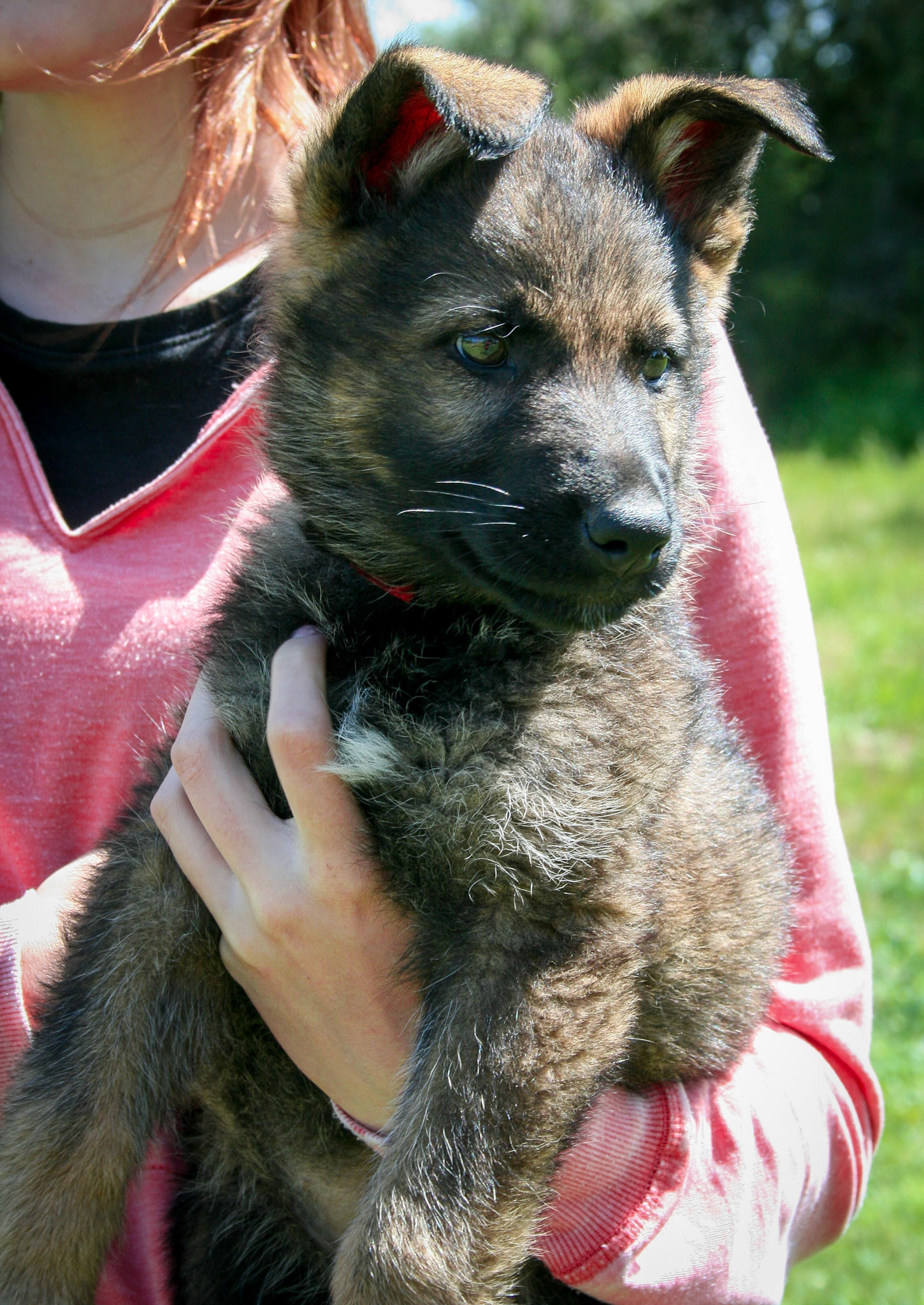 Red Collar Male 8 Weeks Old