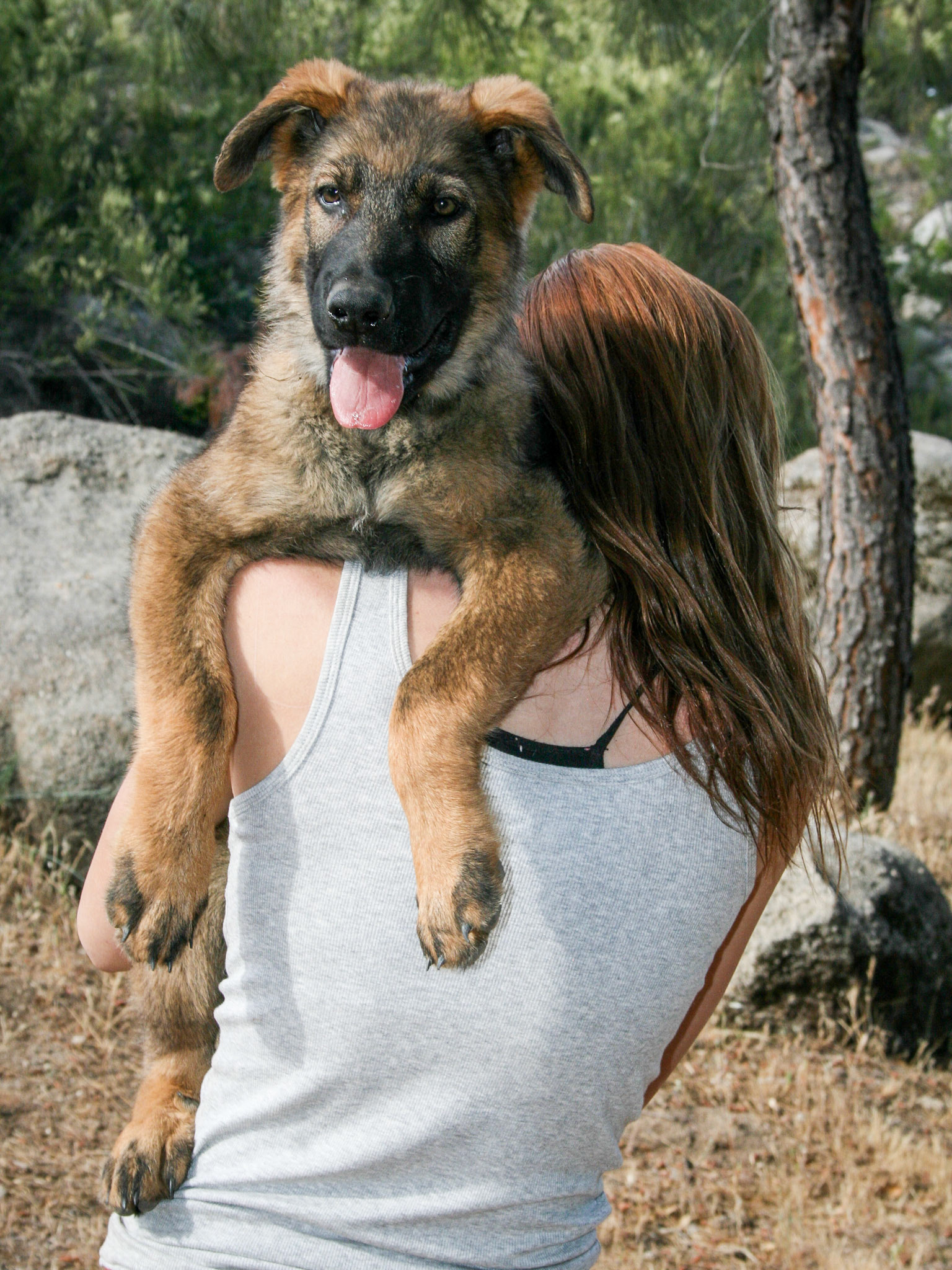 Blue Collar Male 14 weeks