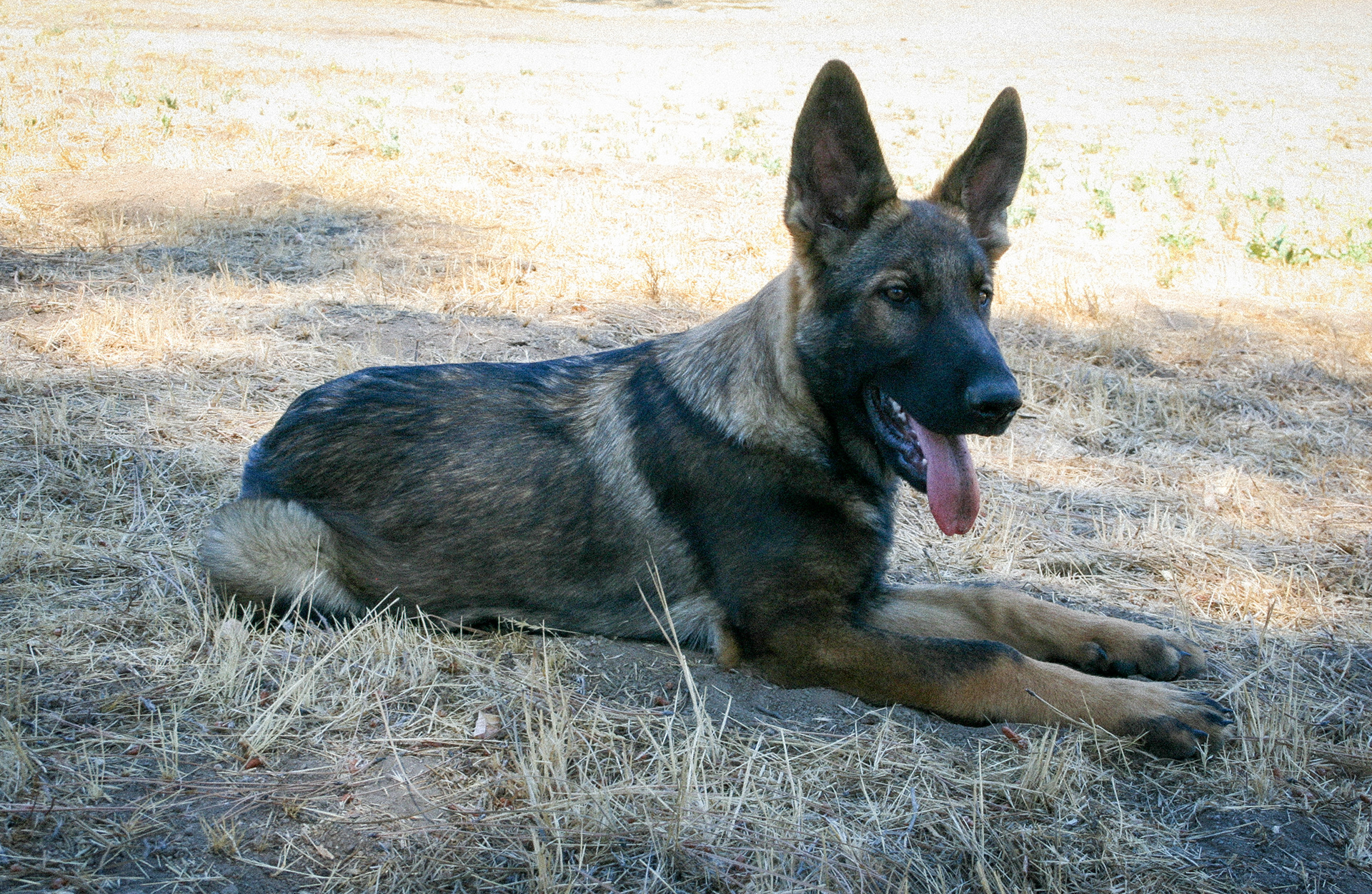 Hugh - Male - 18 Weeks
