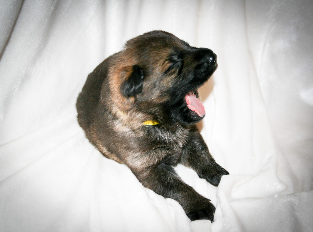 Yellow Collar Female - 2 weeks old