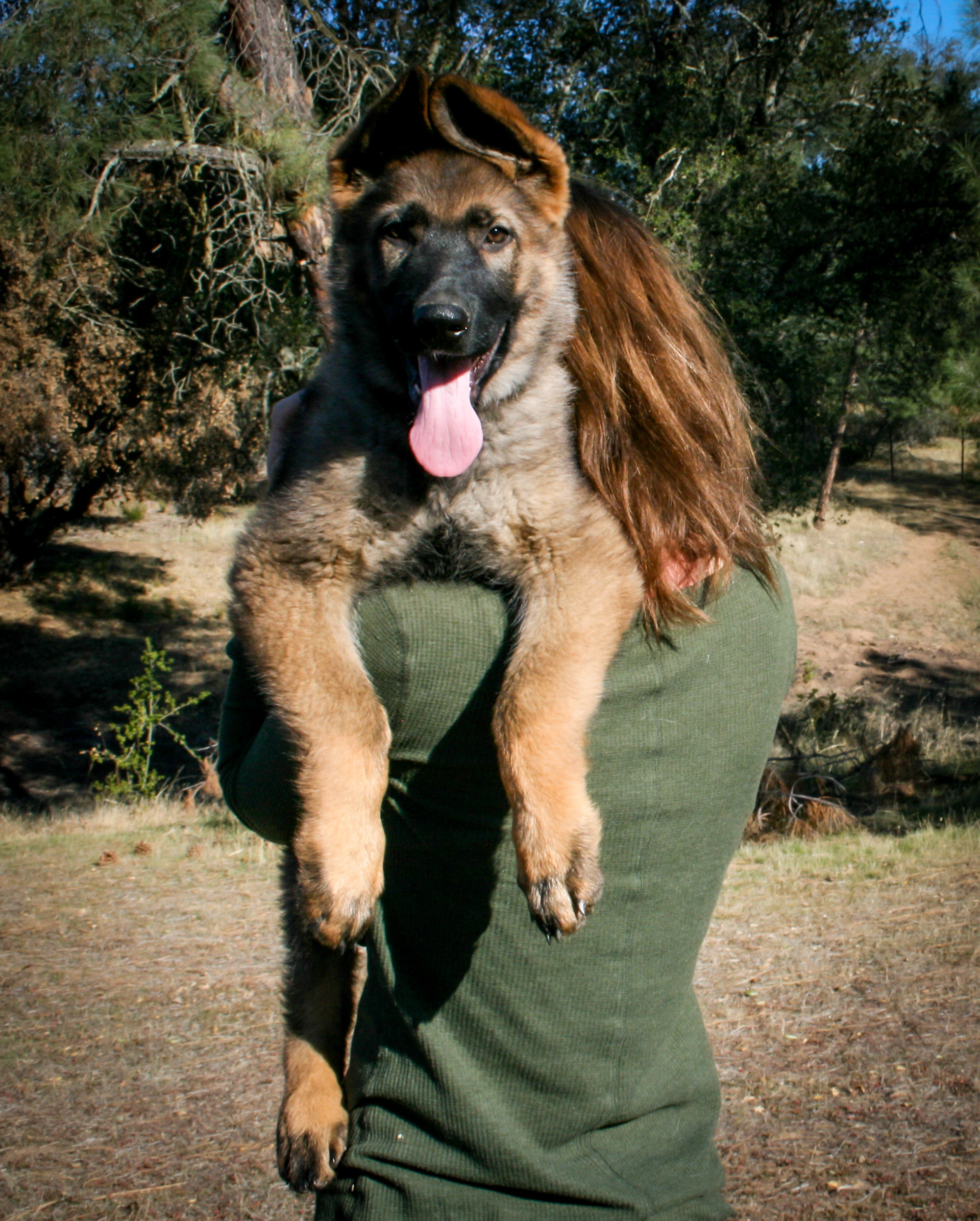 "Biggie Smalls" - 12 weeks