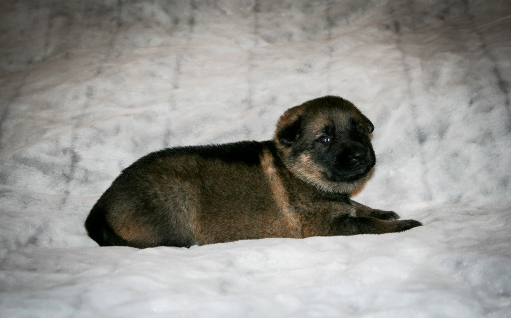 Teal Collar Female - 3 weeks