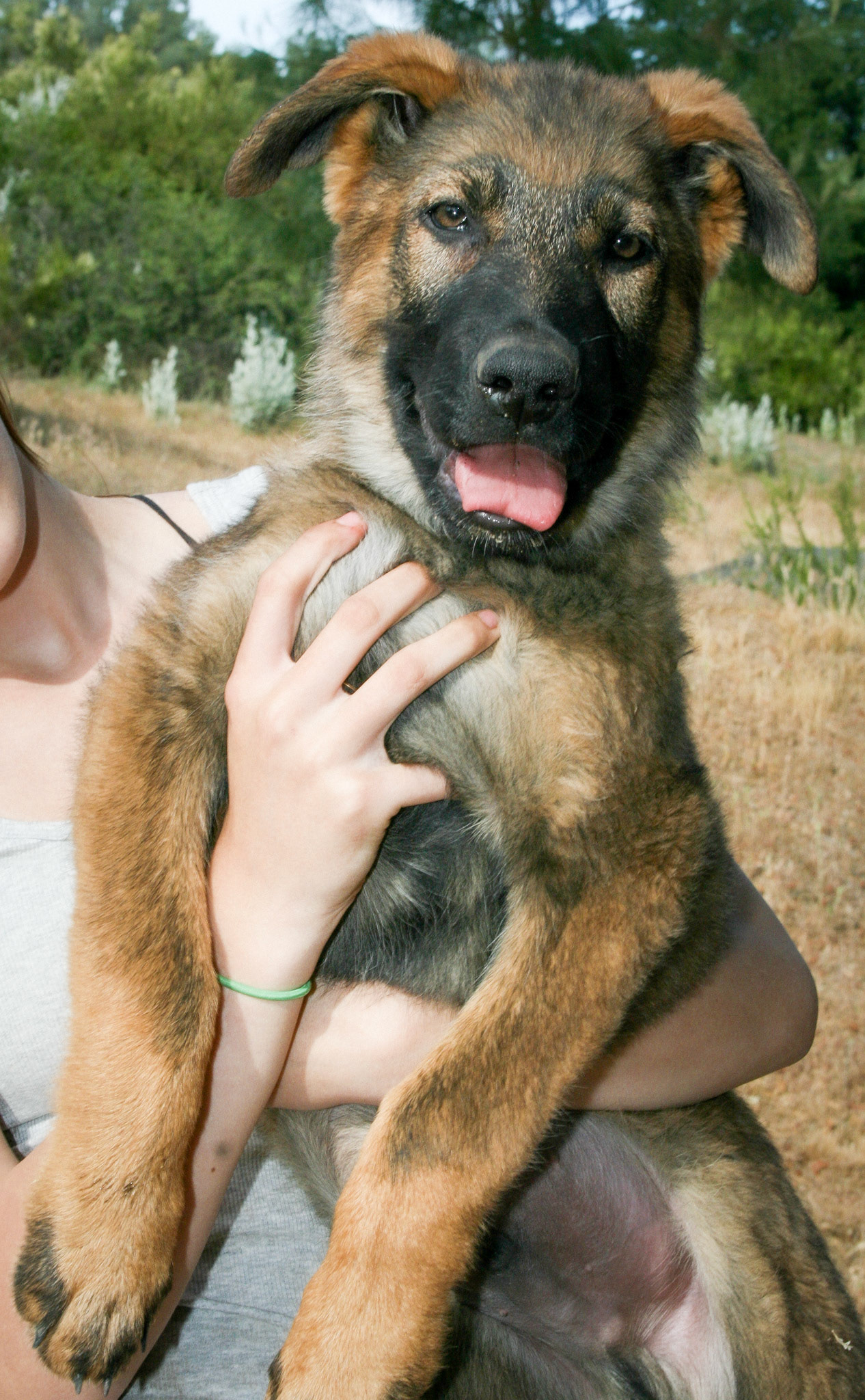 Blue Collar Male 14 weeks