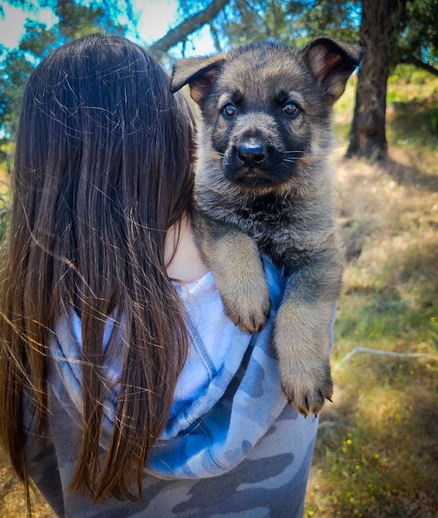 Hunter Green Male - 7 weeks old
