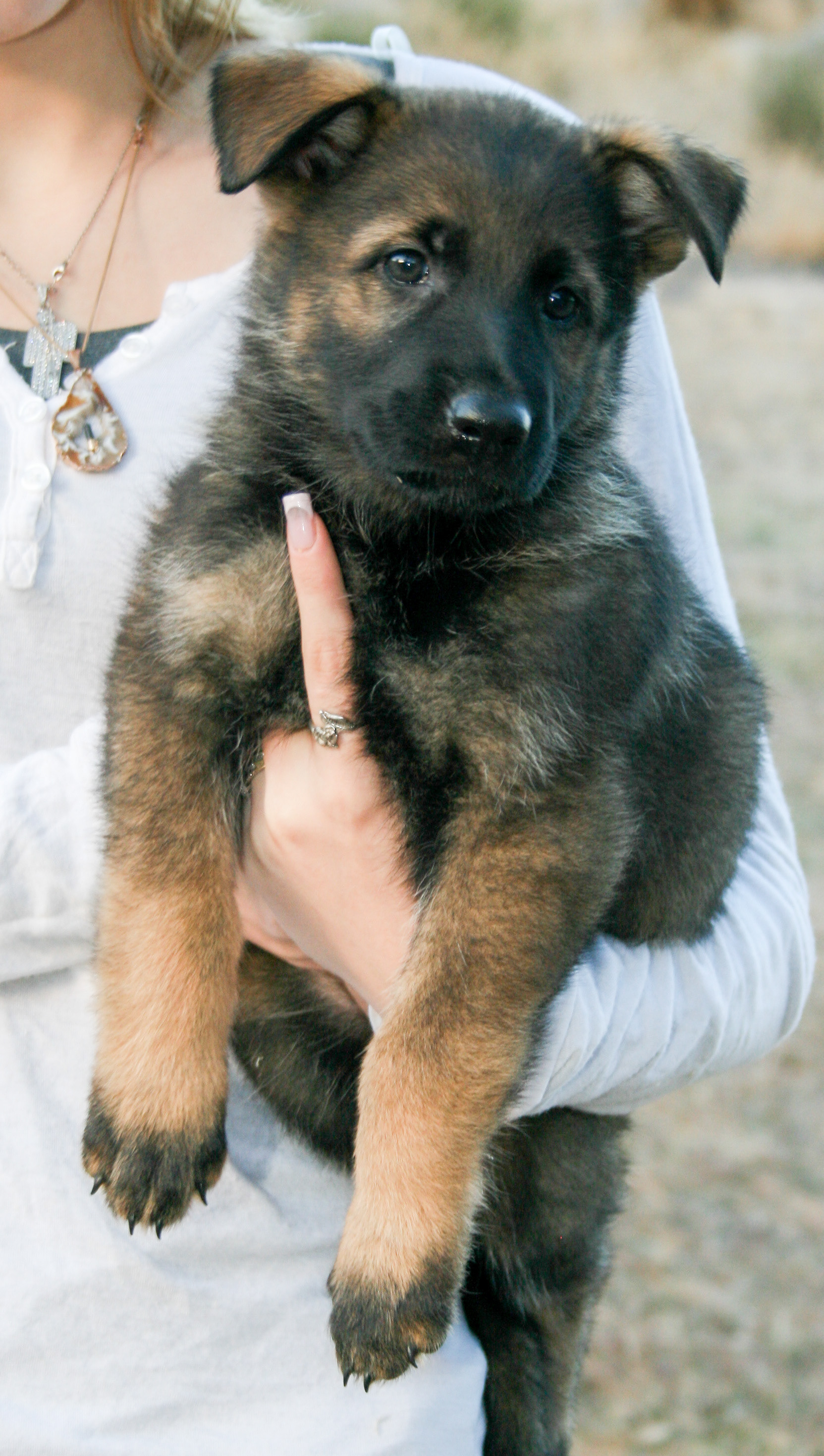 Tilly - 7 weeks