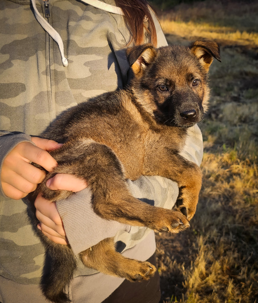Purple Collar Female - 7 weeks old