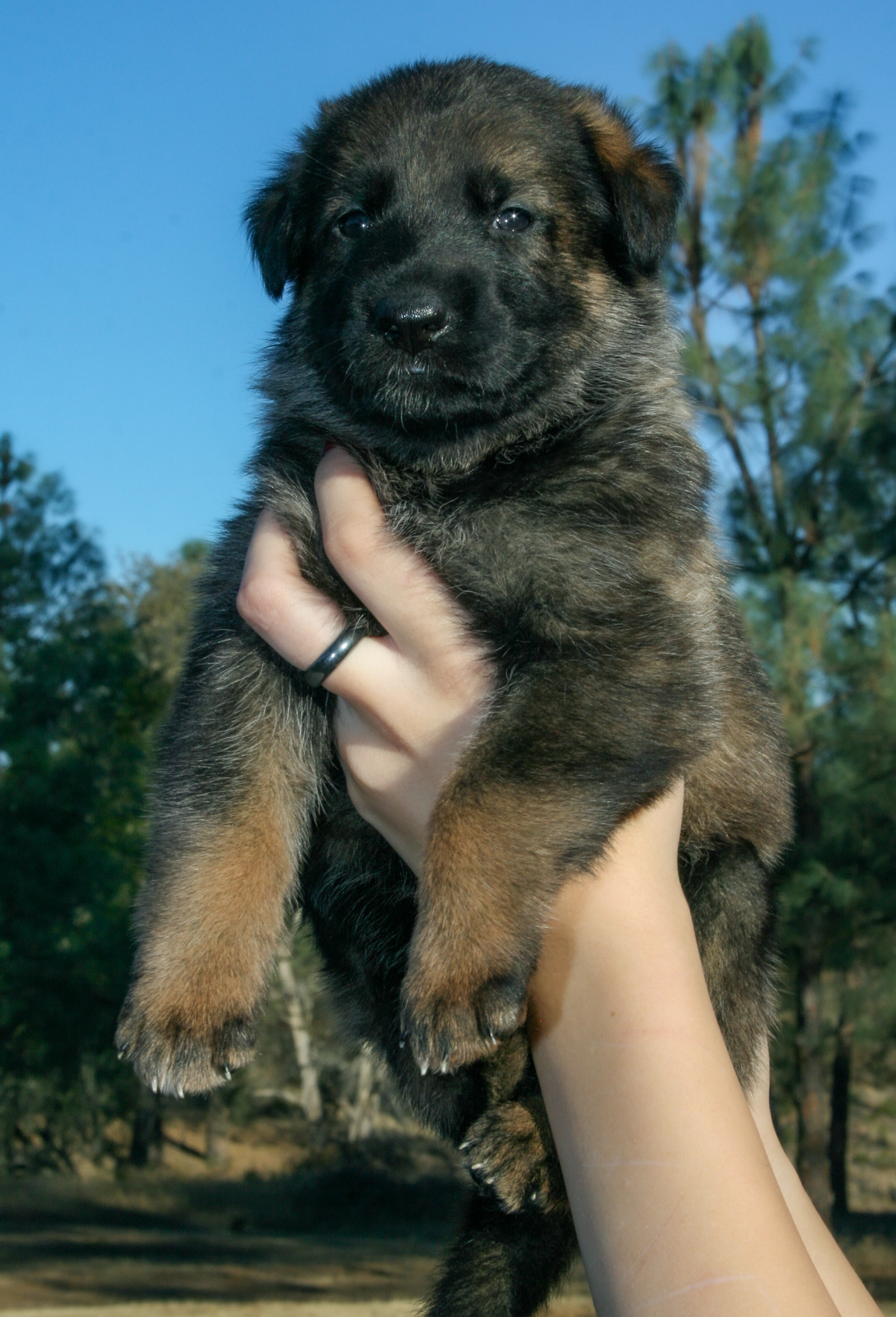"Winnie" - 4 weeks