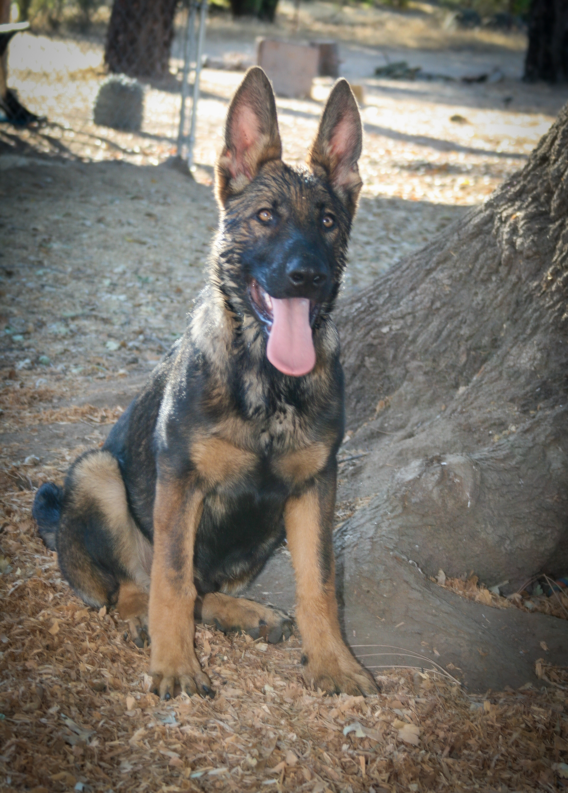 Hunter 18 Weeks