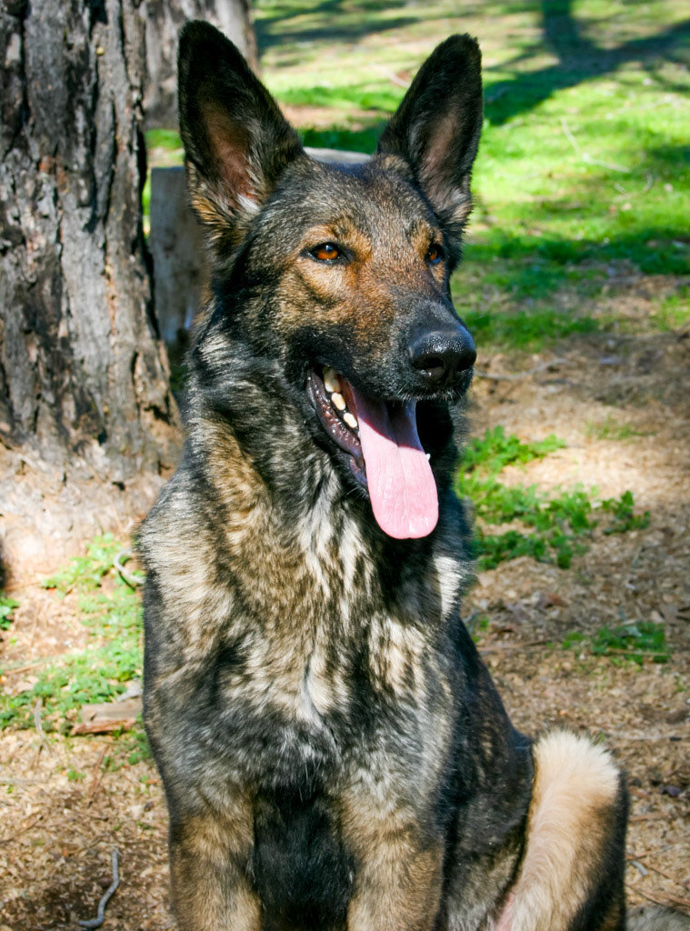 Nala vom Ritterhund