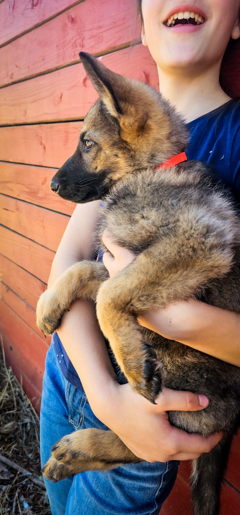 Orange Collar Female - 10 Weeks