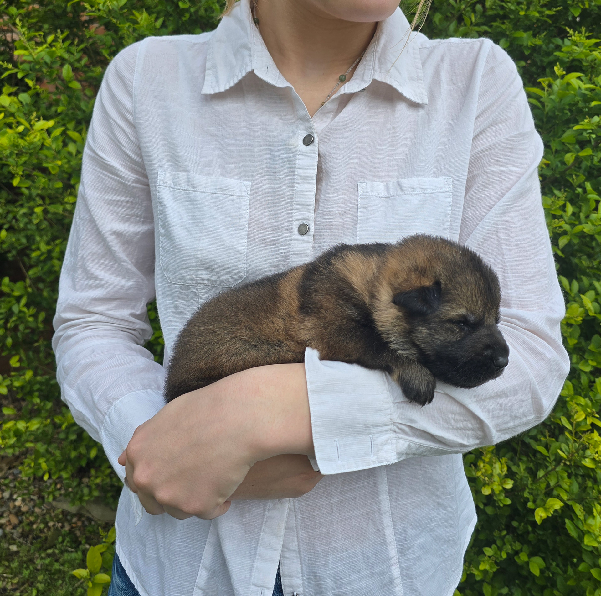 Orange Collar Male - 2 weeks old