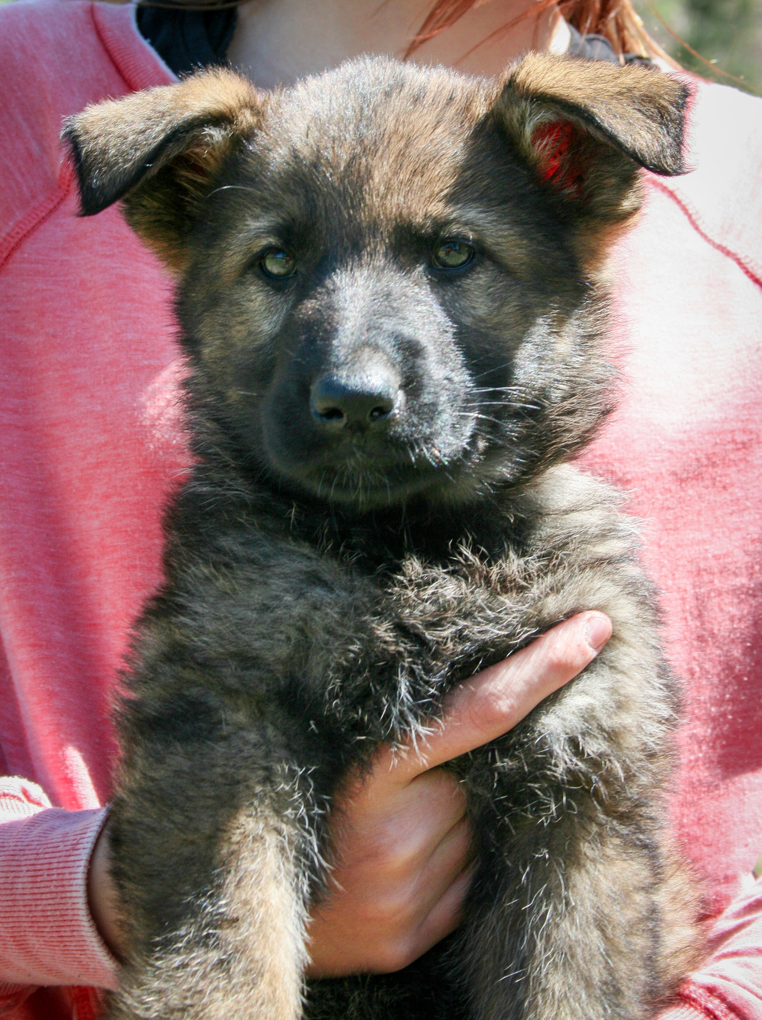 Lilac Collar Female 8 Weeks Old