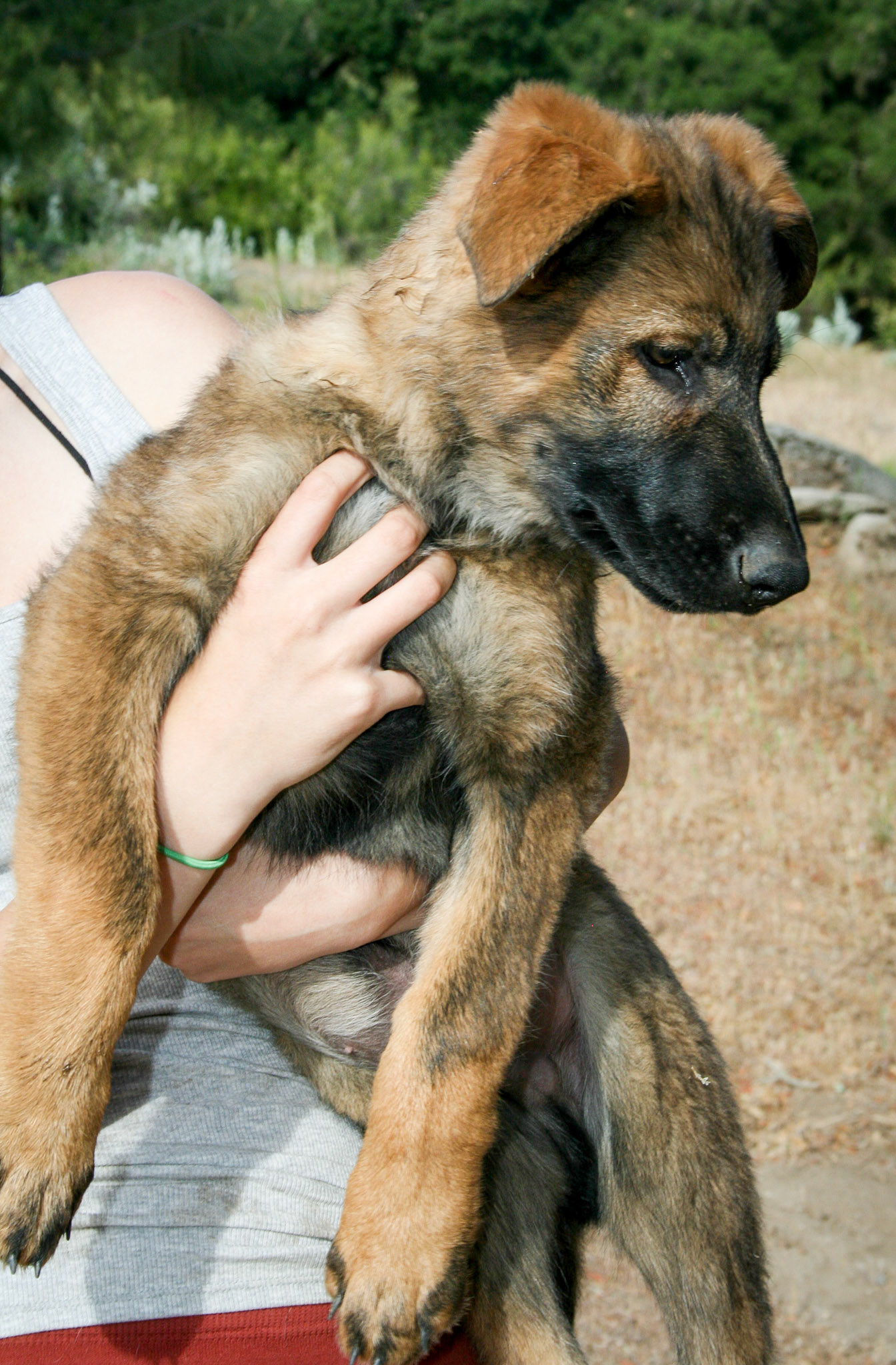 Blue Collar Male 14 weeks