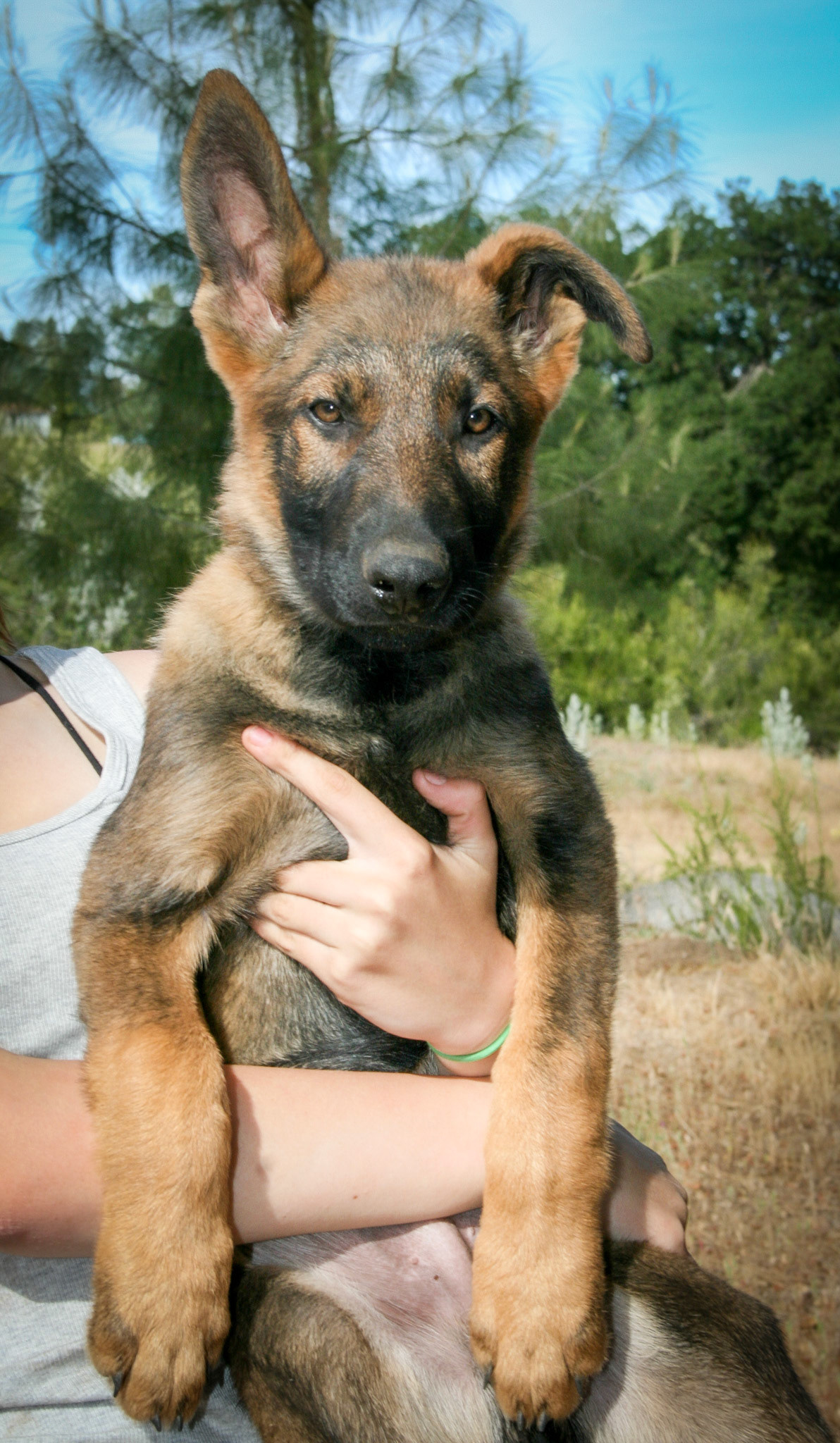 Hunter Green Collar Male 14 weeks