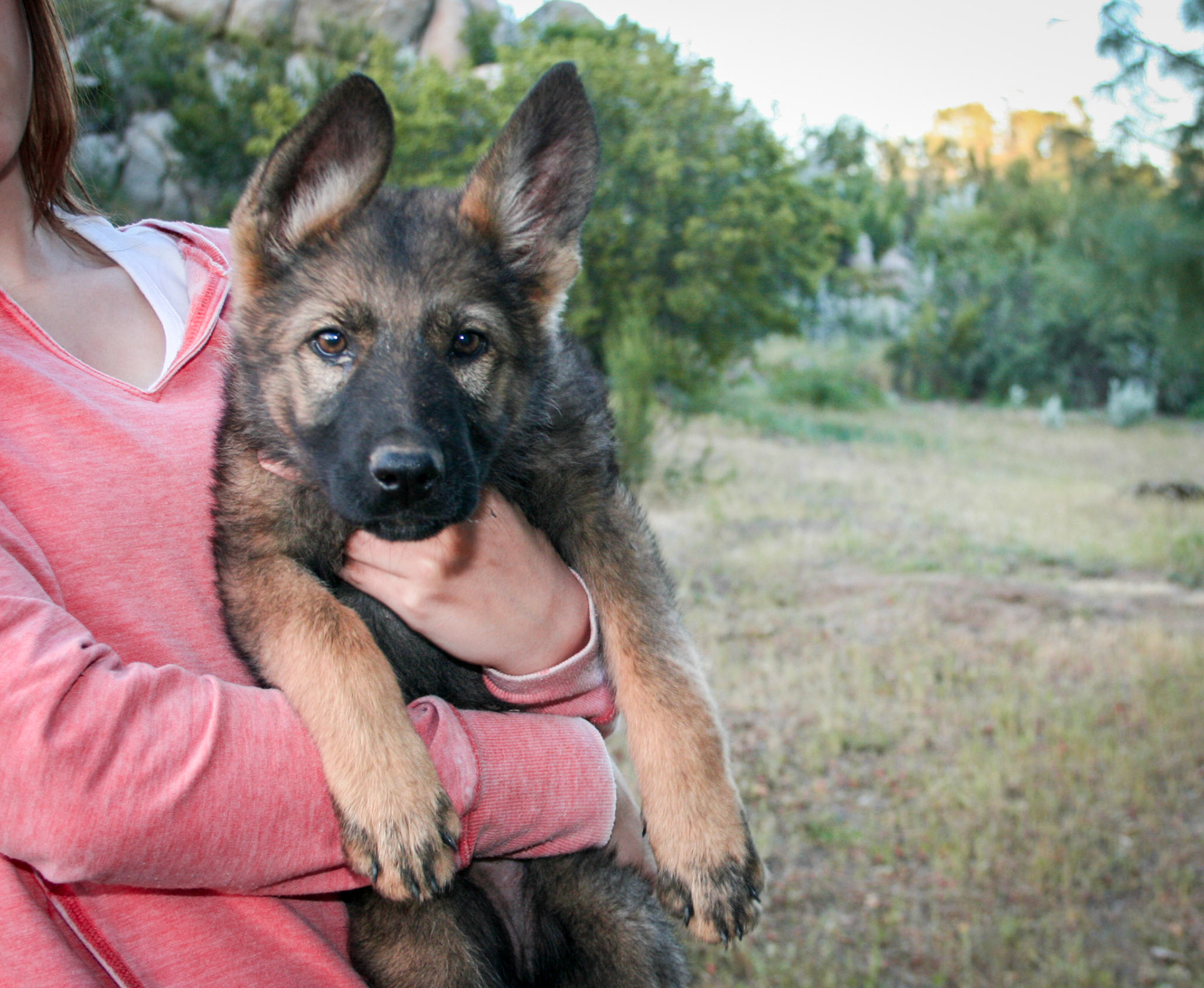 Pink Collar Female 10 Weeks Old