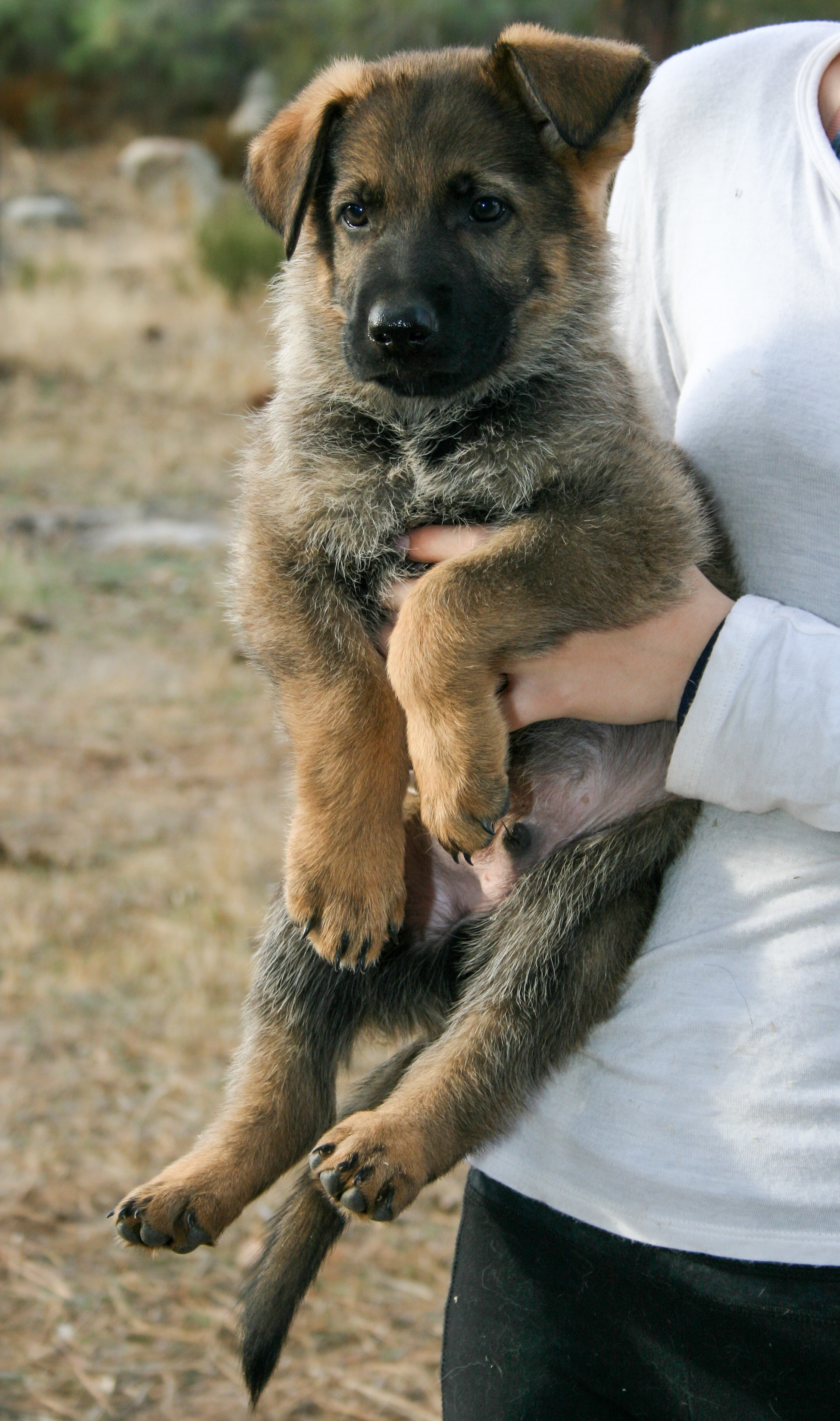 Vinnie - 7 weeks