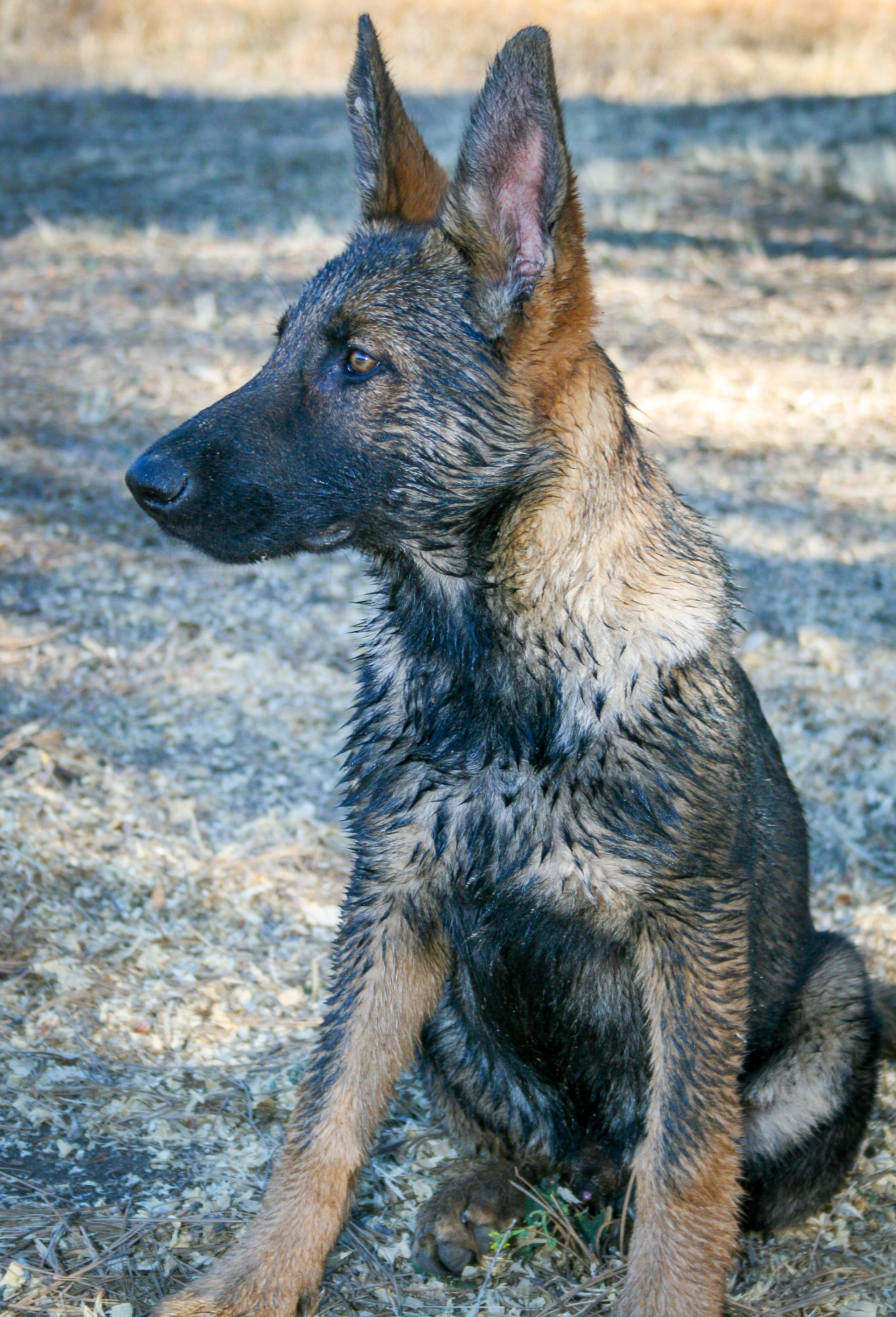 Hunter - 16 weeks