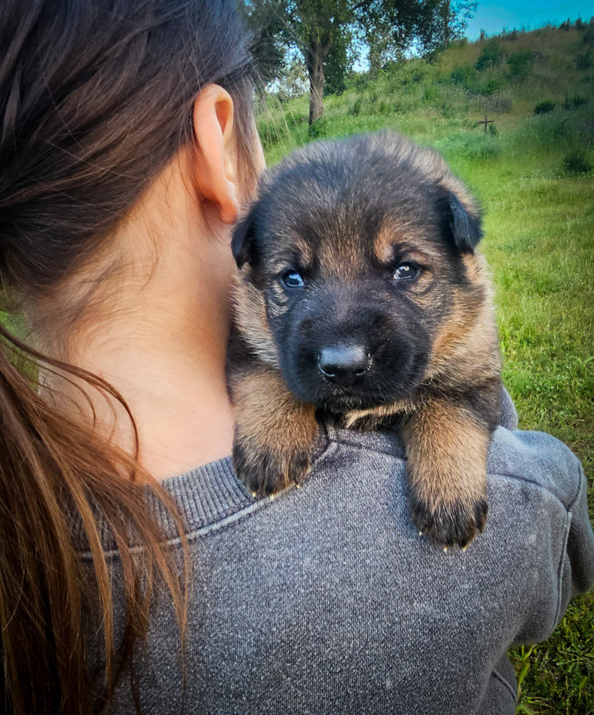 Black Collar Male - 2.5 weeks old