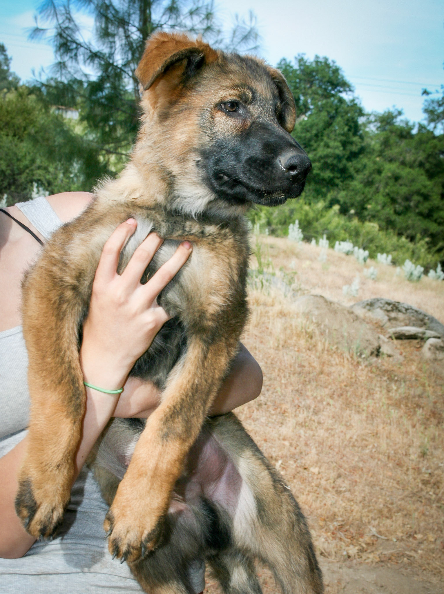 Blue Collar Male 14 weeks