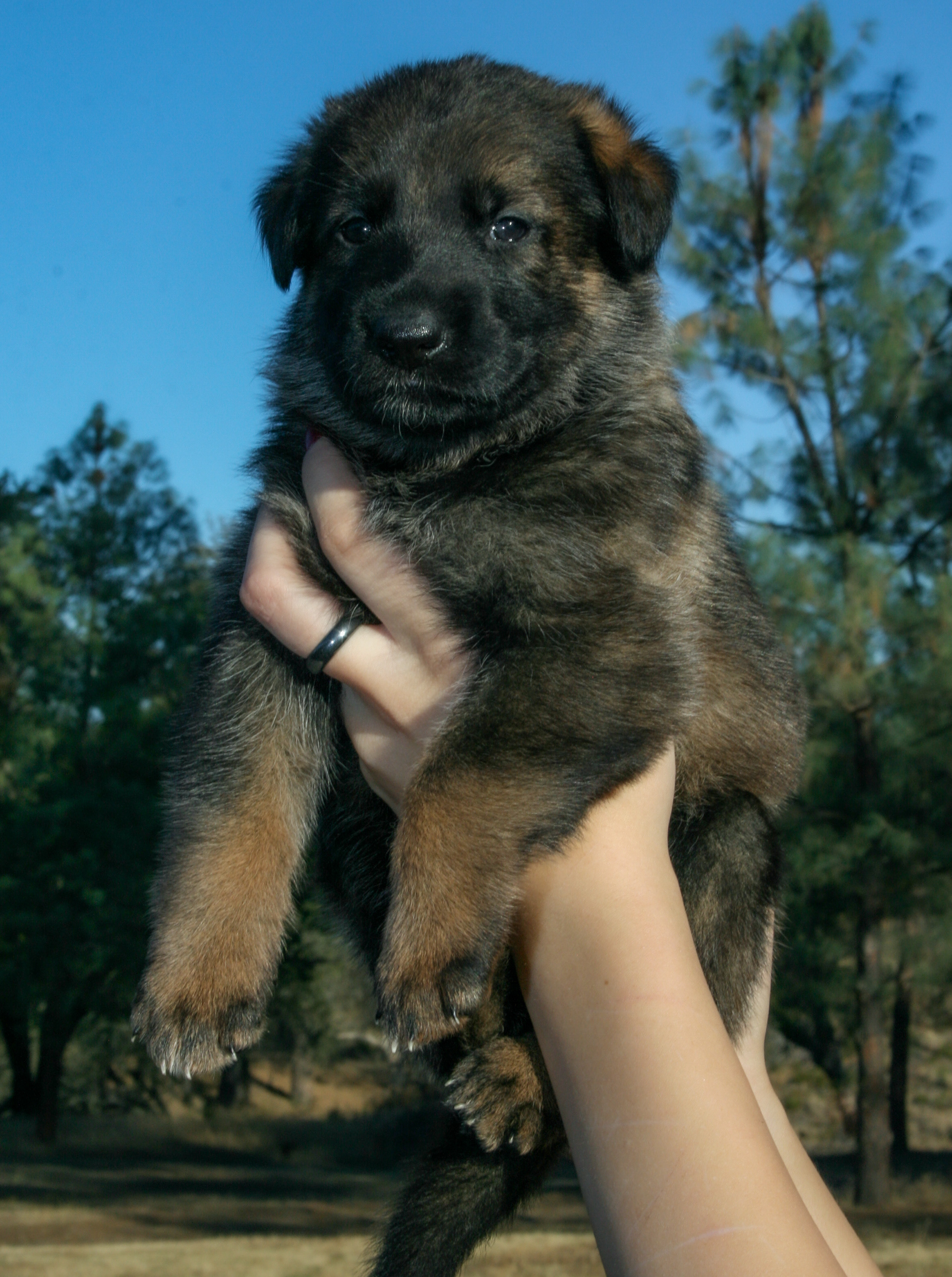 "Winnie" - 4 weeks