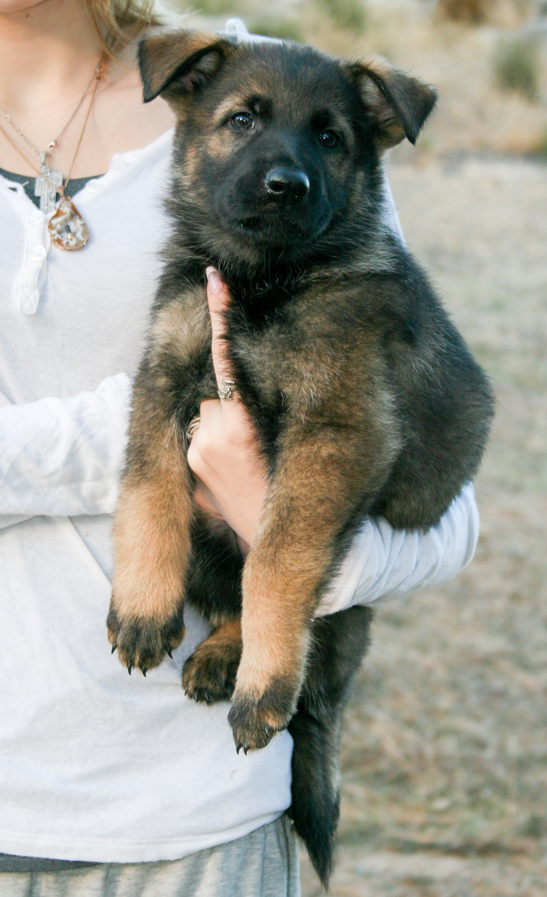 Tilly - 7 weeks