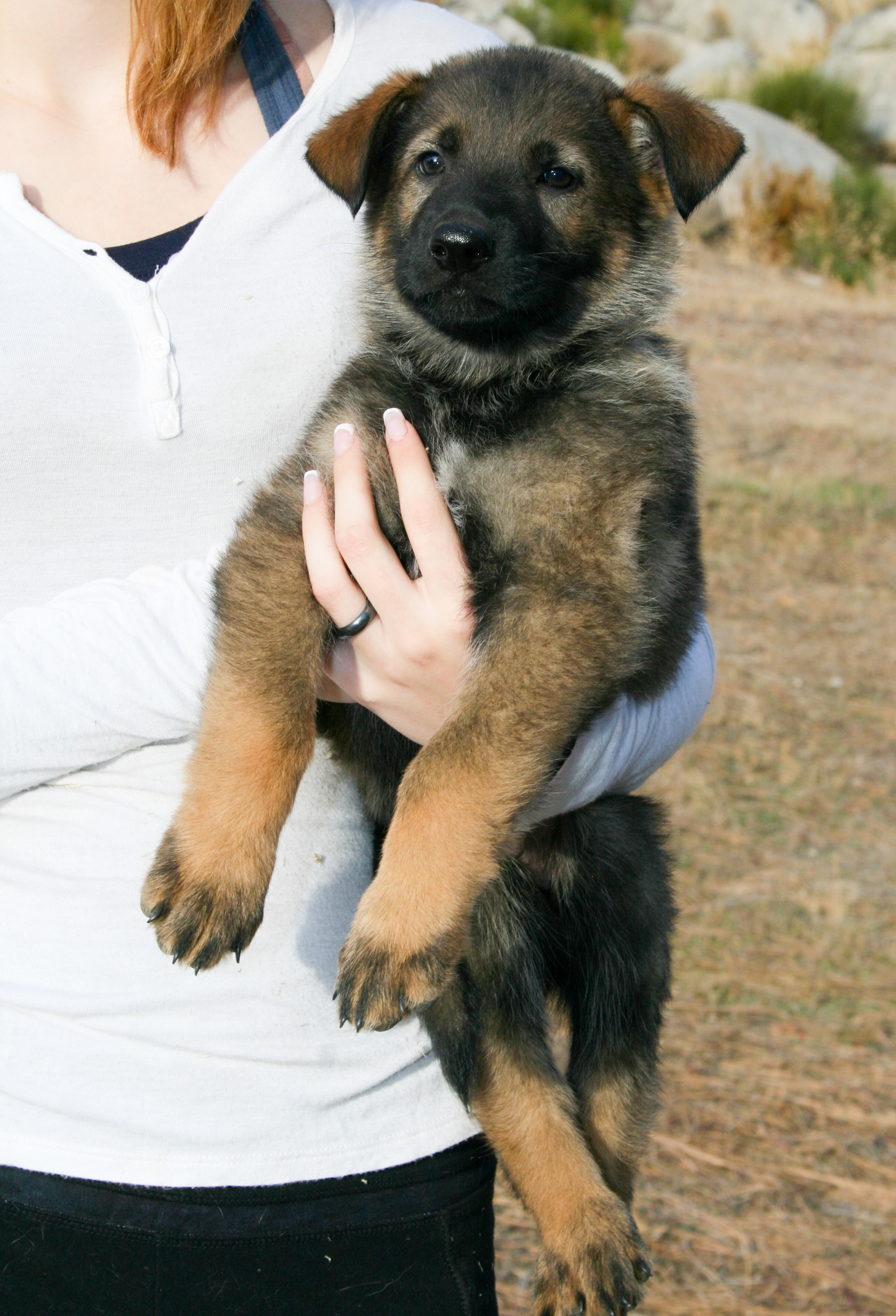 Dexter - 7 weeks