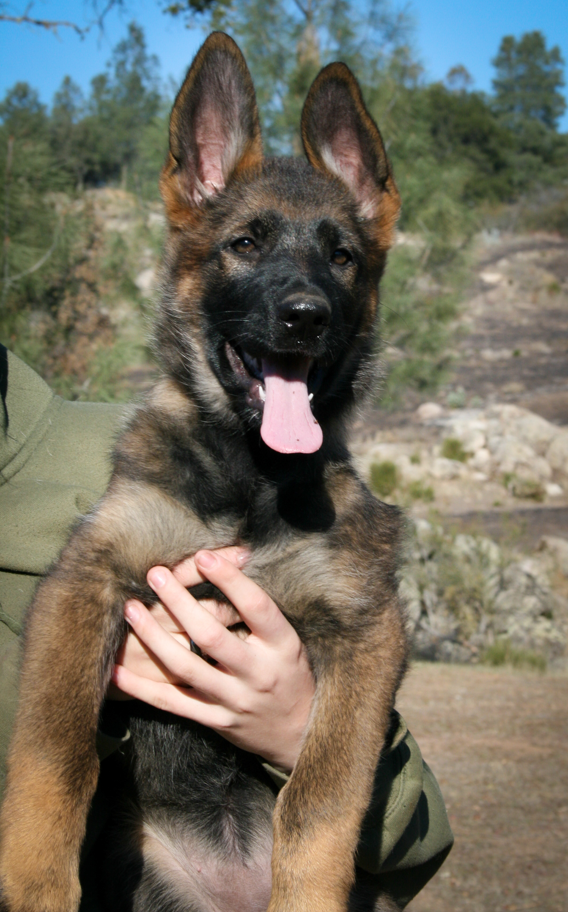 Tilly - 12 weeks