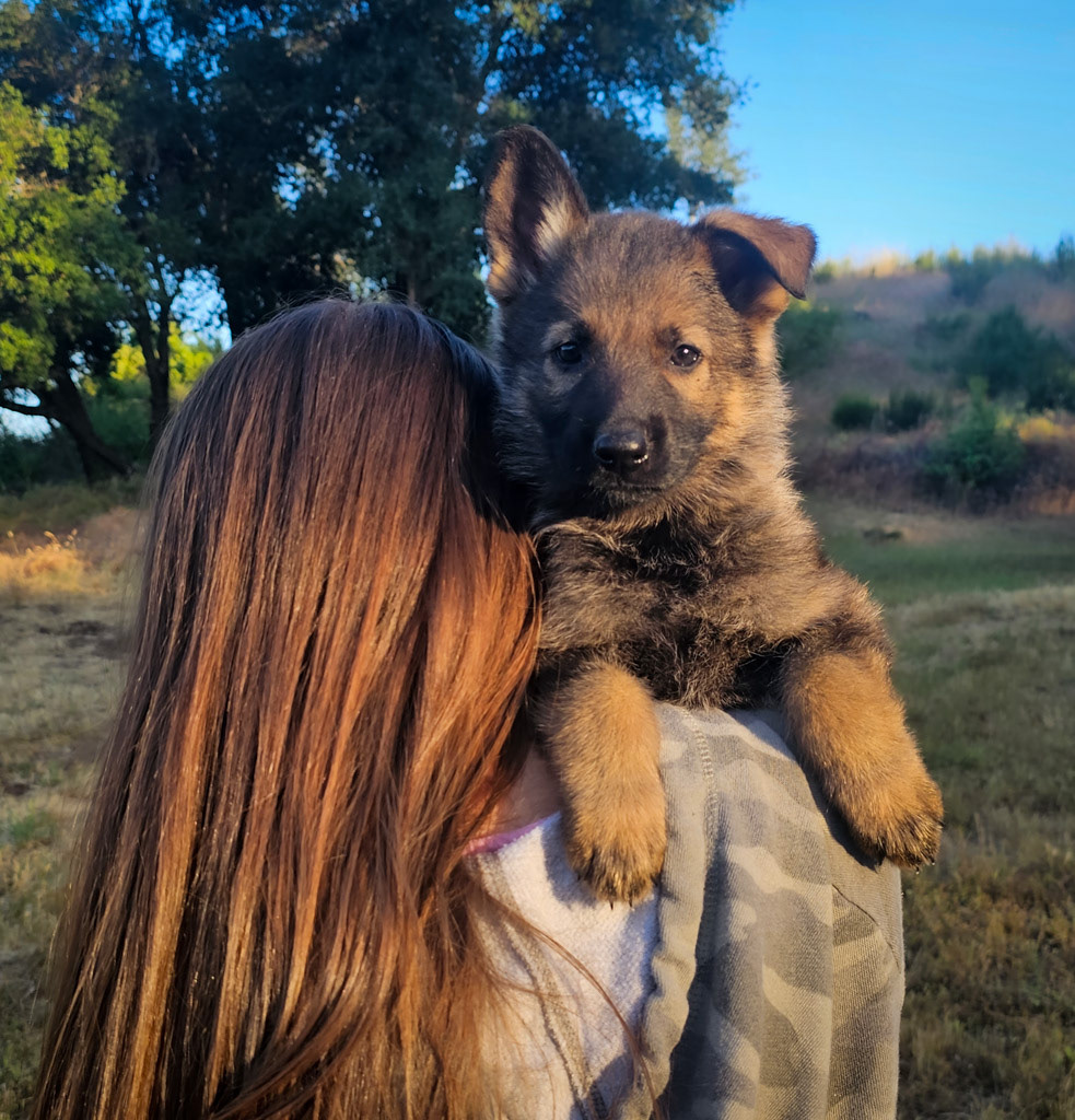 Orange Collar Female - 7 weeks old