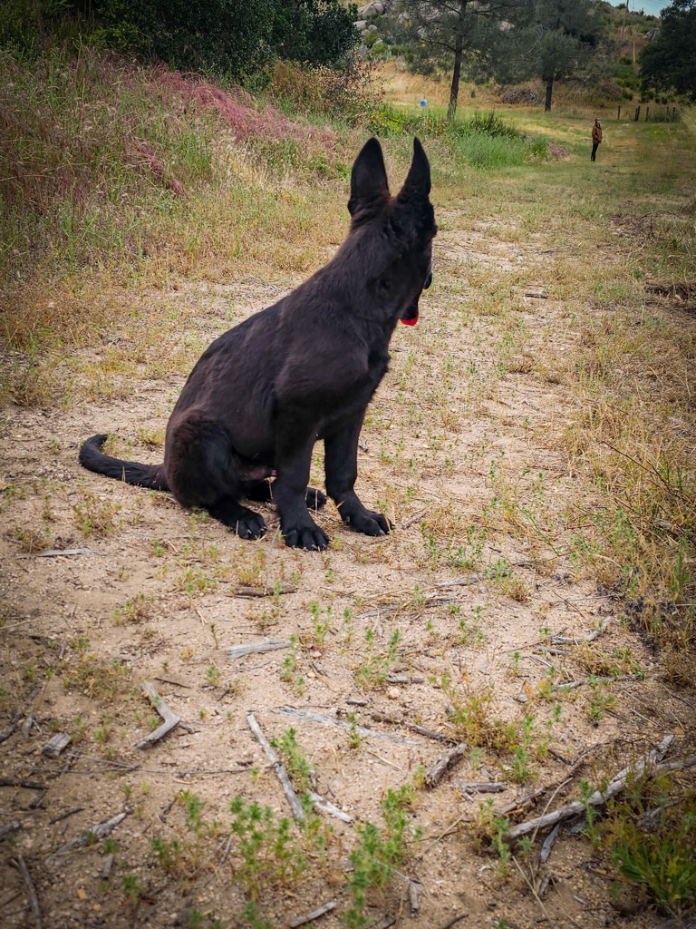 Solid Black - Red Collar - 17 weeks