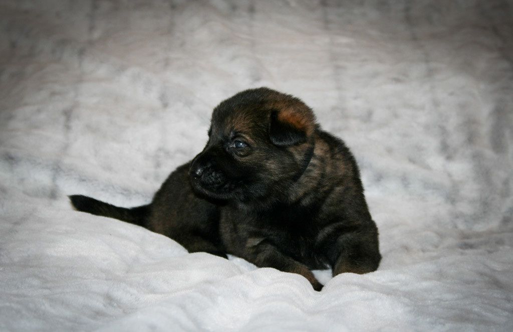 Black Collar Male - 3 weeks